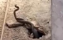 Evde yılan paniği! Bir anda ortaya çıktılar Haberi