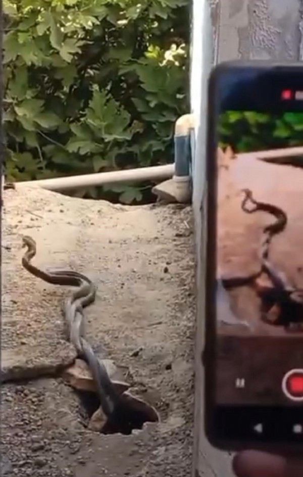 Evde yılan paniği! Bir anda ortaya çıktılar