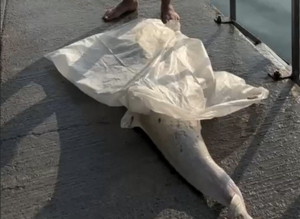 İstanbul'da ölü yunus sahile vurdu: Çöp konteynerine atıldı