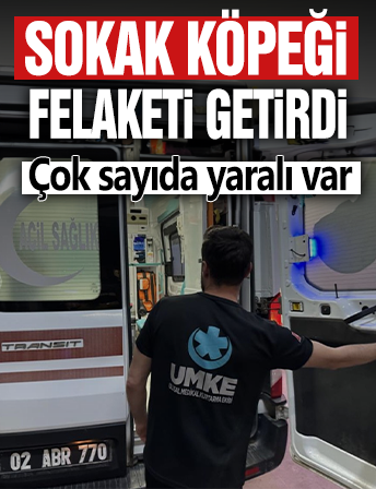 Adıyaman'da yola çıkan köpek, kazaya neden oldu