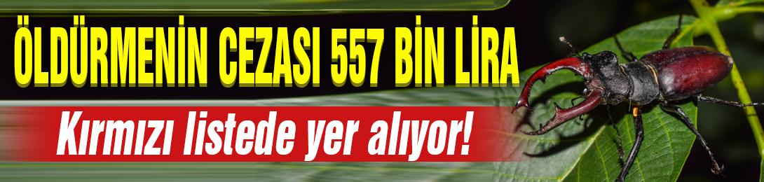 Kırmızı listede yer alıyor! Bu böceği öldürene 557 bin lira ceza kesilecek