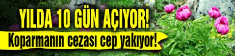 Sakarya'da yılda 10 gün açıyor: Bu çiçeği koparmanın cezası 557 bin TL