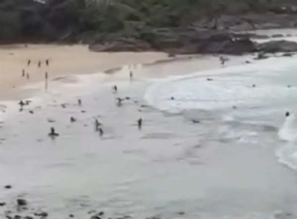 Korkunç köpek balığı saldırısı! Çocuğun yardımına koşanlar da...