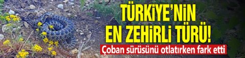 Türkiye'nin en zehirli türü! Çoban sürüsünü otlatırken fark etti