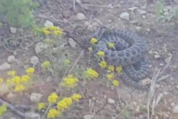 Türkiye'nin en zehirli türü! Çoban sürüsünü otlatırken fark etti