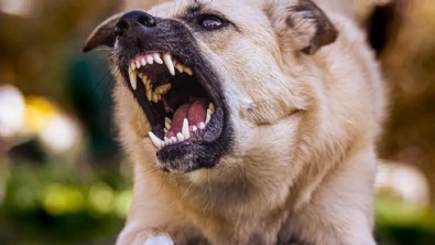 Başıboş köpek dehşeti! Telef oldular