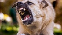 Başıboş köpek dehşeti! Telef oldular Haberi