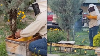 Kraliçe arı kaçtı! Arılar şehir merkezini istila etti