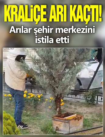 Kraliçe arı kaçtı! Arılar şehir merkezini istila etti