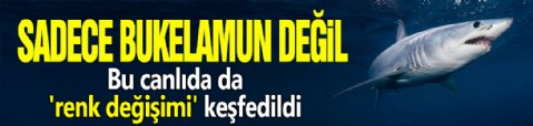 Sadece bukalemun değil! Bu canlıda da 'renk değişimi' keşfedildi