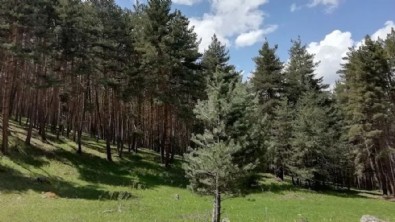 Valilik duyurdu! O şehirde bunları yapmak yasaklandı