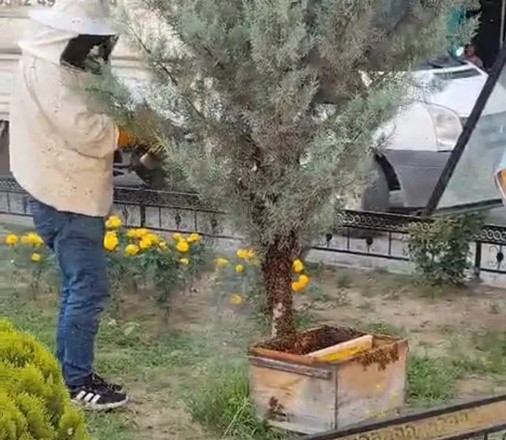 Kraliçe arı kaçtı! Arılar şehir merkezini istila etti