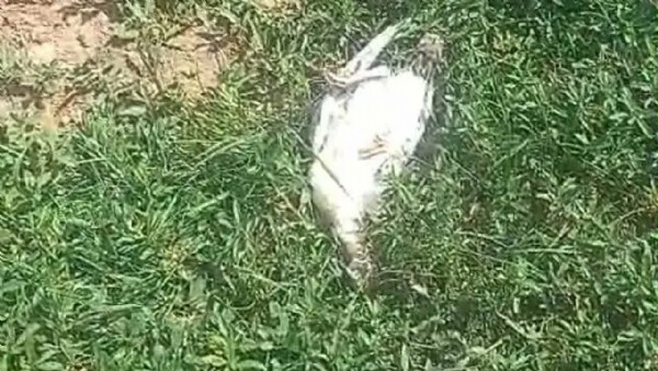 Başıboş köpek dehşeti! Telef oldular