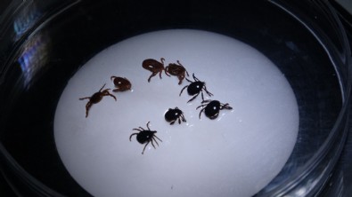 Kene korkusundan gidemiyorlar! Doğanın gözleri sessizliğe büründü