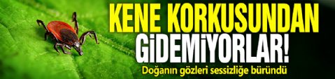 Kene korkusundan gidemiyorlar! Doğanın gözleri sessizliğe büründü
