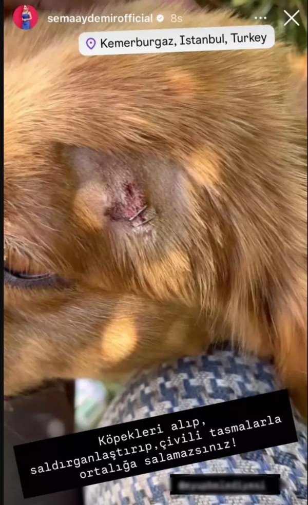 Oğlu köpek saldırısına uğradı
