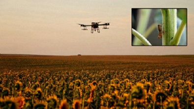 Tekirdağ'da çekirge istilası: Dronlar devreye girdi