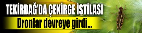 Tekirdağ'da çekirge istilası: Dronlar devreye girdi