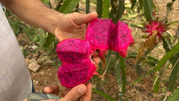 Hem adıyla hem faydasıyla şaşırtıyor! Hasat başladı