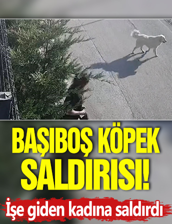 Başıboş köpek saldırısı! İş giden kadına saldırdı