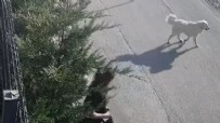 Başıboş köpek saldırısı! İş giden kadına saldırdı Haberi