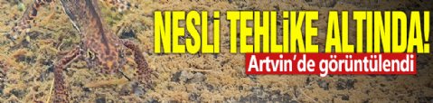 Nesli tehlike altında! Artvin'de görüntülendi