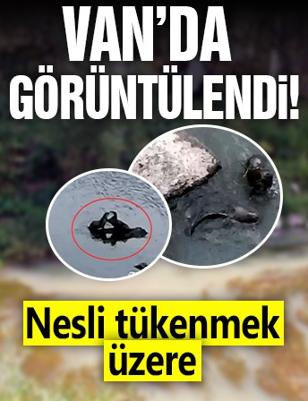 Van’da görüntülendi! Nesli tükenmek üzere