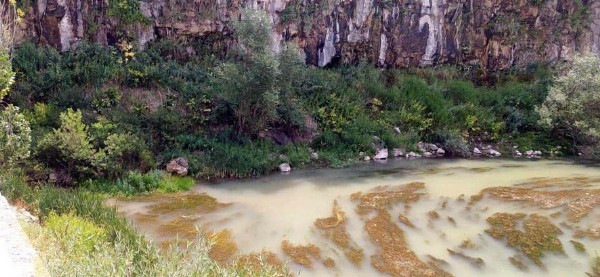 Van’da görüntülendi! Nesli tükenmek üzere