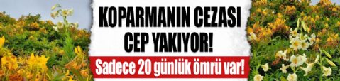 Mis/Akkuş zambağını koparmanın cezası 245 bin TL
