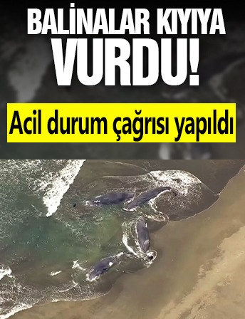 Balinalar kıyıya vurdu! Acil durum çağrısı yapıldı