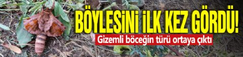 Böylesini ilk kez gördü! Gizemli böceğin türü ortaya çıktı