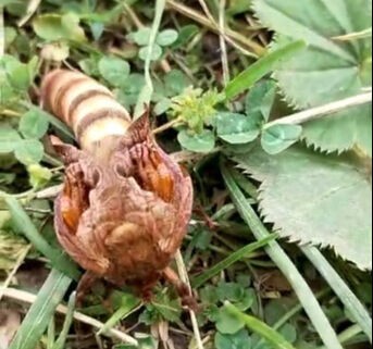 Böylesini ilk kez gördü! Gizemli böceğin türü ortaya çıktı