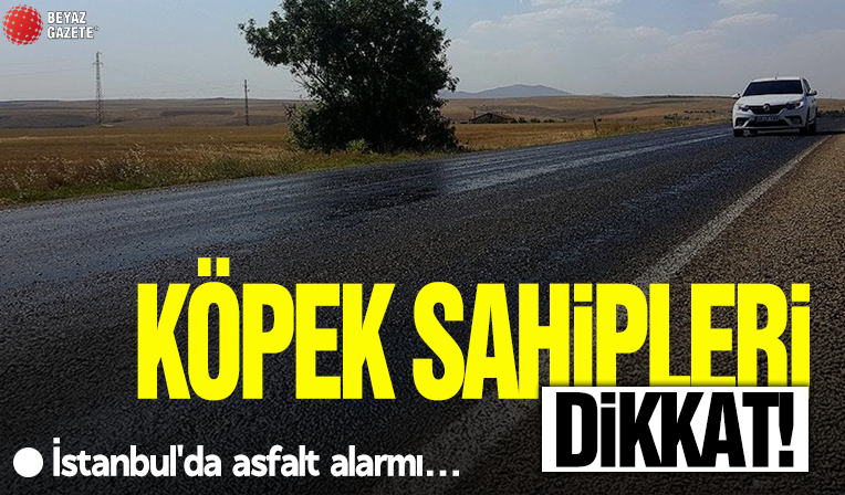 Köpek sahipleri dikkat: İstanbul'da asfalt alarmı! Sakın yürütmeyin...