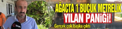 Ağaçta 1 buçuk metrelik yılan paniği! Gerçek çok başka çıktı