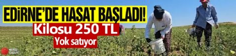 Hasat başladı! Kilosu 250 TL’ye satılıyor