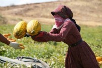 O bölgede başladı: Kapış kapış gidiyor Haberi