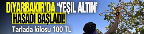 Diyarbakır'da 'Yeşil Altın' hasadı başladı! Tarlada kilosu 100 TL