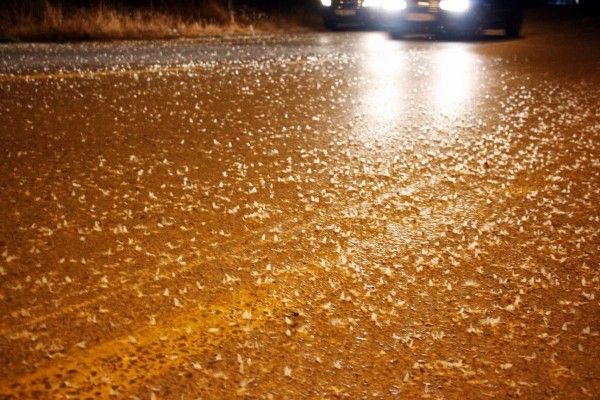 Birgün sineklerinin 'ölümle dansı'! Bu kez Akyazı’da