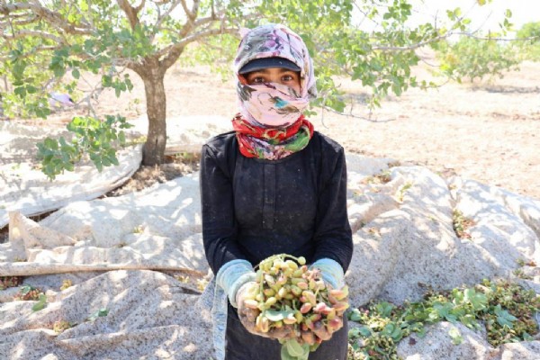 Diyarbakır'da 'Yeşil Altın' hasadı başladı! Tarlada kilosu 100 TL
