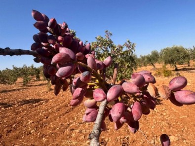Ağaçları bitiren hastalık: Yüzde 30'u kuruyabilir...