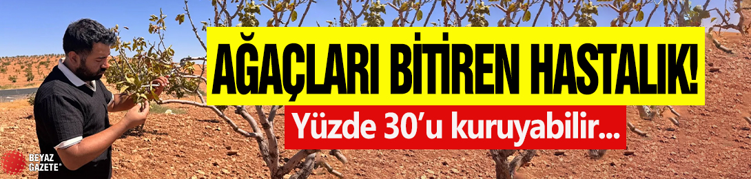 Ağaçları bitiren hastalık: Yüzde 30'u kuruyabilir...