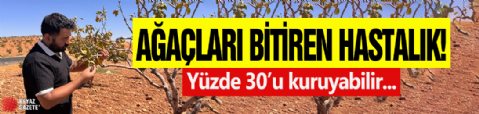 Ağaçları bitiren hastalık: Yüzde 30'u kuruyabilir...