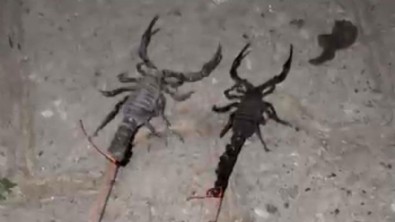 Bir köy diken üstünde! Hayatları karardı