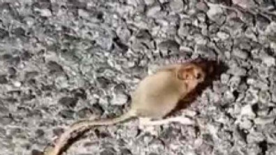 Kırmızı listede aranıyor: Bir ilimizde görüldü!