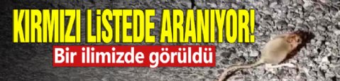 Kırmızı listede aranıyor: Bir ilimizde görüldü!
