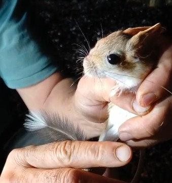 Kırmızı listede aranıyor: Bir ilimizde görüldü!