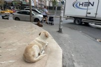  VALİLİK - İstanbul Valiliği'nden sokak köpeği açıklaması: İvedilikle toplanmalı