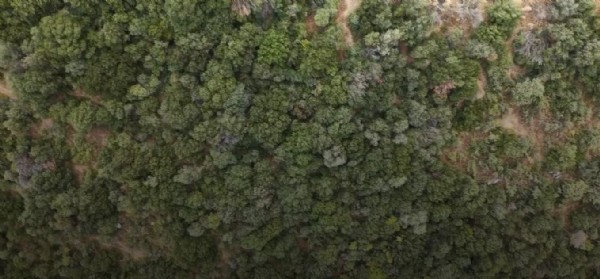 Otomotiv Devi ALJ Türkiye, OGEM ile İş  Birliği Yaparak 1.4 Milyonluk  Ağaçlandırma Seferberliği Başlattı