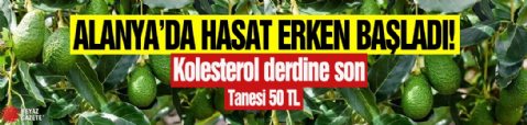 Alanya'da hasat erken başladı! Kolesterol derdine son