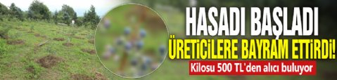 Hasadı başladı üreticilere bayram ettirdi! Kilosu 500 TL'den alıcı buluyor